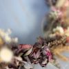 decoration-artisanale-maison-made-in-france-creation-eco-responsable-fleurs-sechees-francaises-macrame-oeko-tek